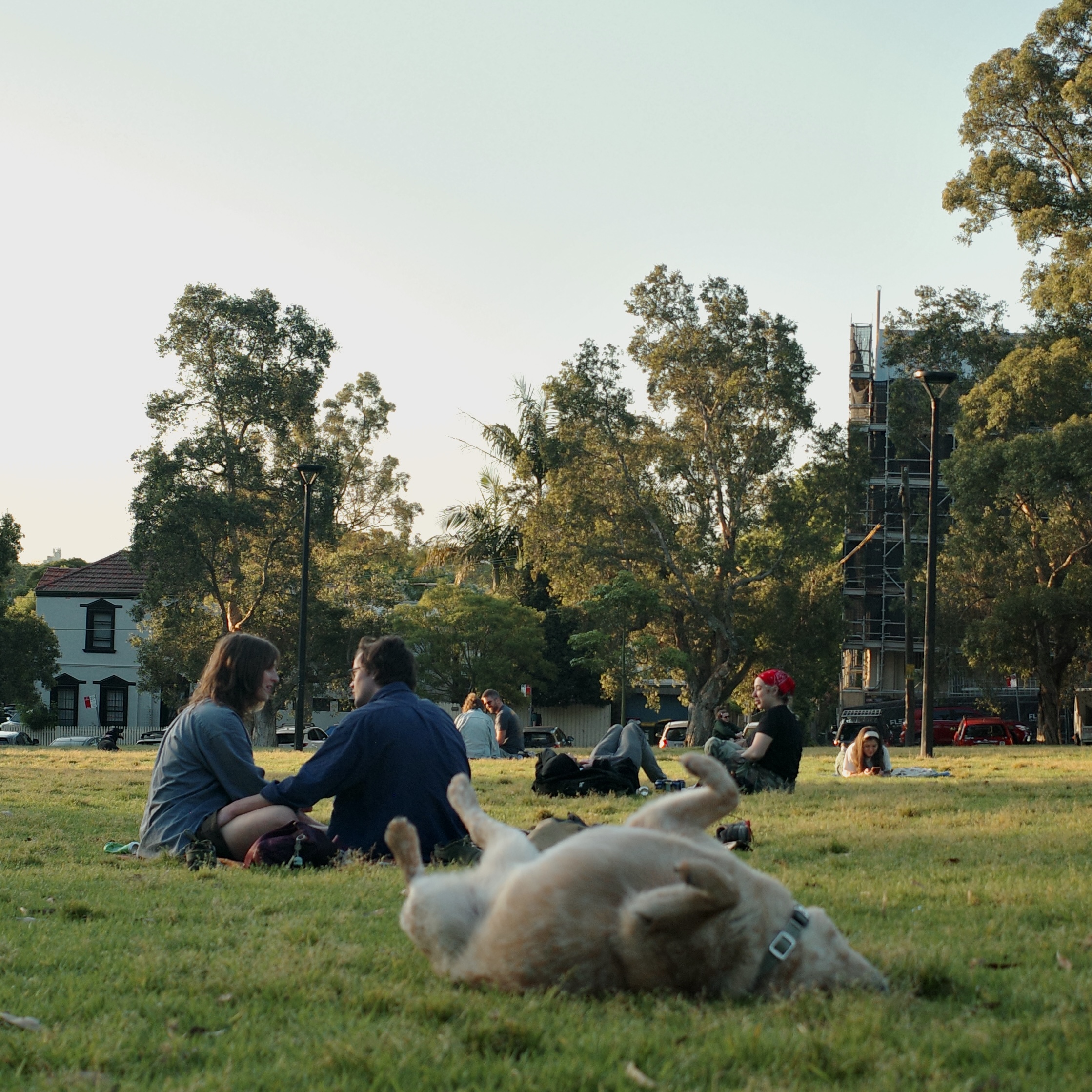 Dog rolling on ground